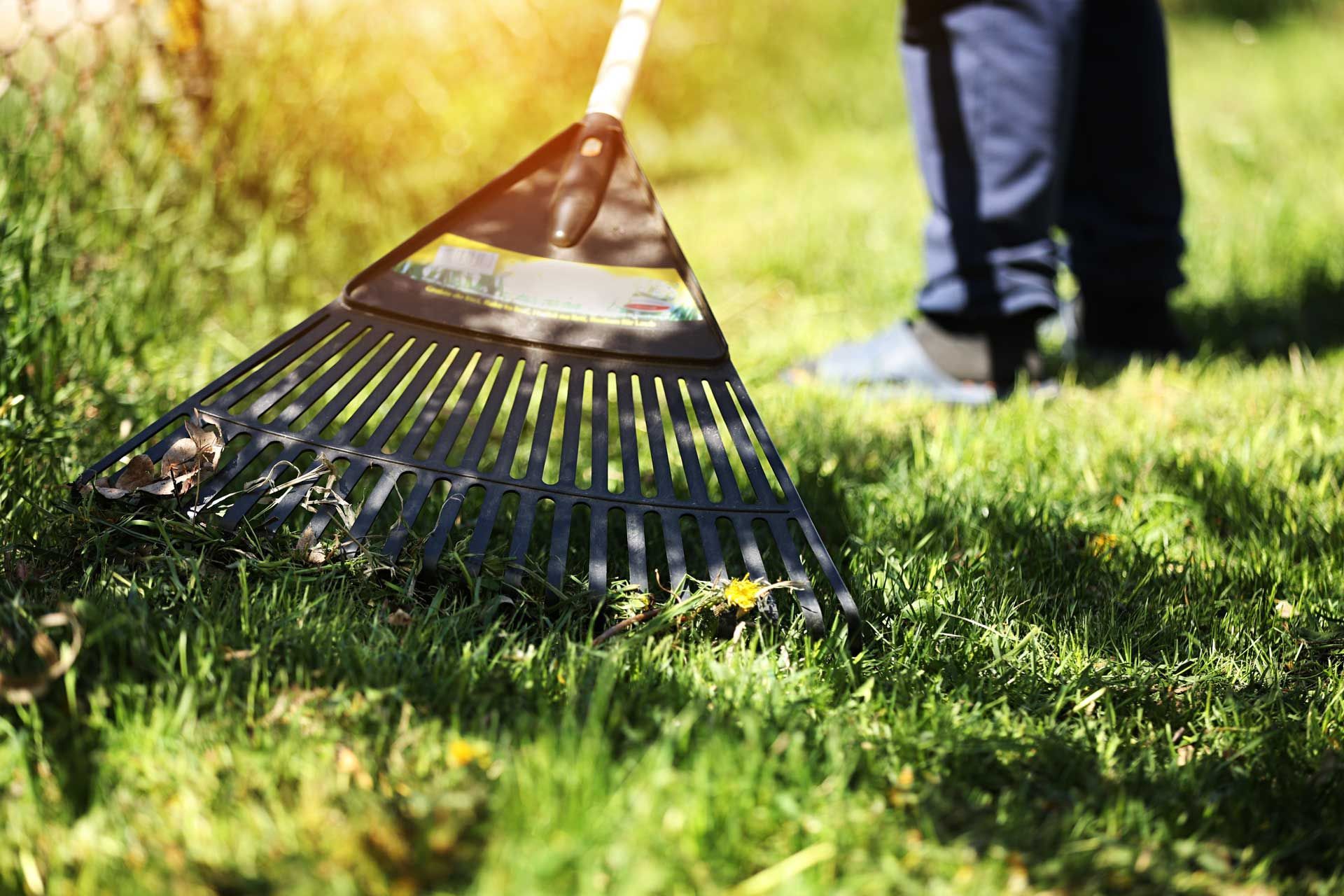 Black rake on grass, person raking leaves in sunny yard.