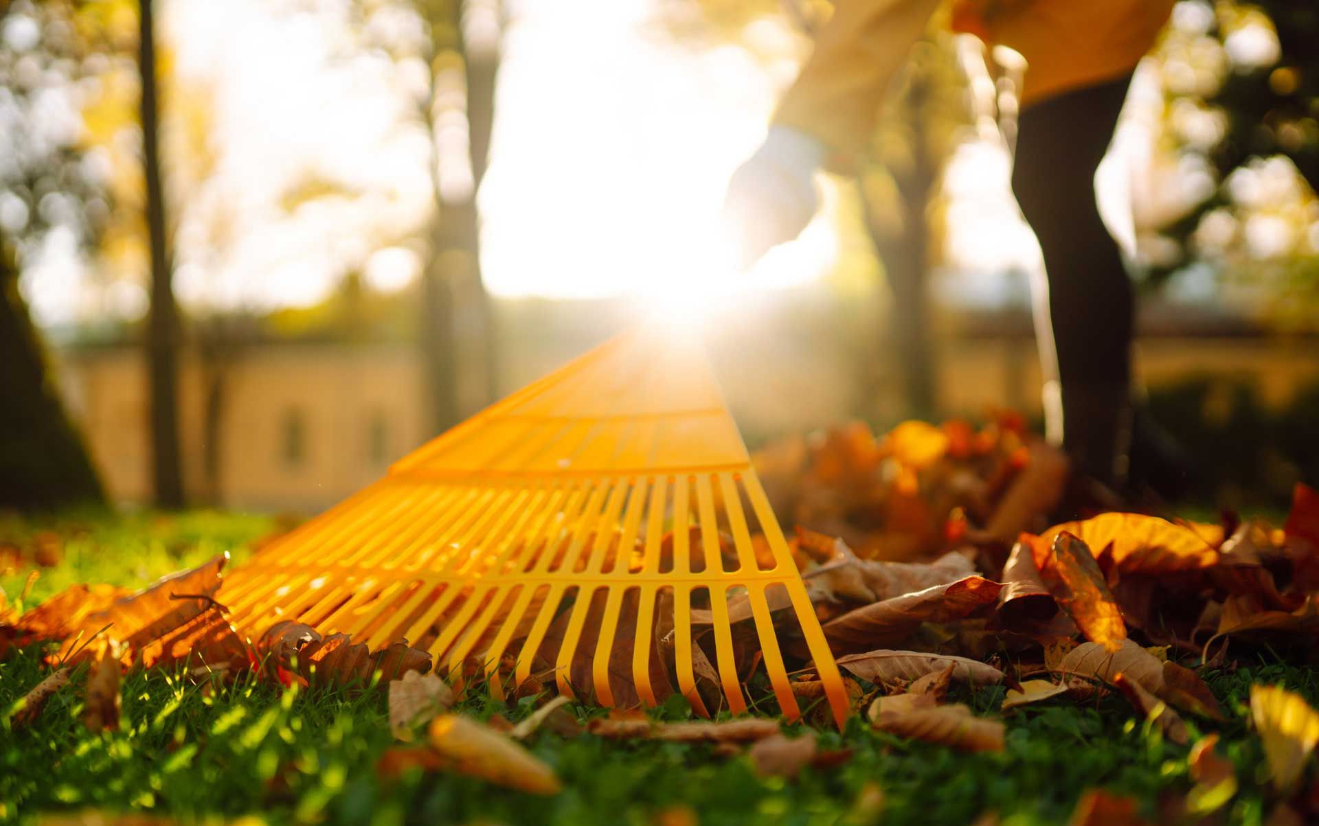 Rake gathering fallen leaves in sunlit park. Rake gathering fallen leaves in sunlit park.