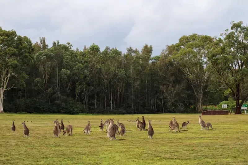 A Large Group of Kangaroos Grazing in a Grassy — Eurocoast Appliance Service In Morisset, NSW