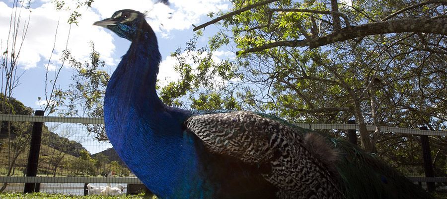 Close-up de um pavão com pescoço azul e penas da cauda verdes ao ar livre, perto de árvores e uma cerca.