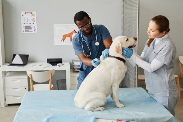 Veterinarian Making Injection — Lake Worth, FL — Canal Animal Hospital