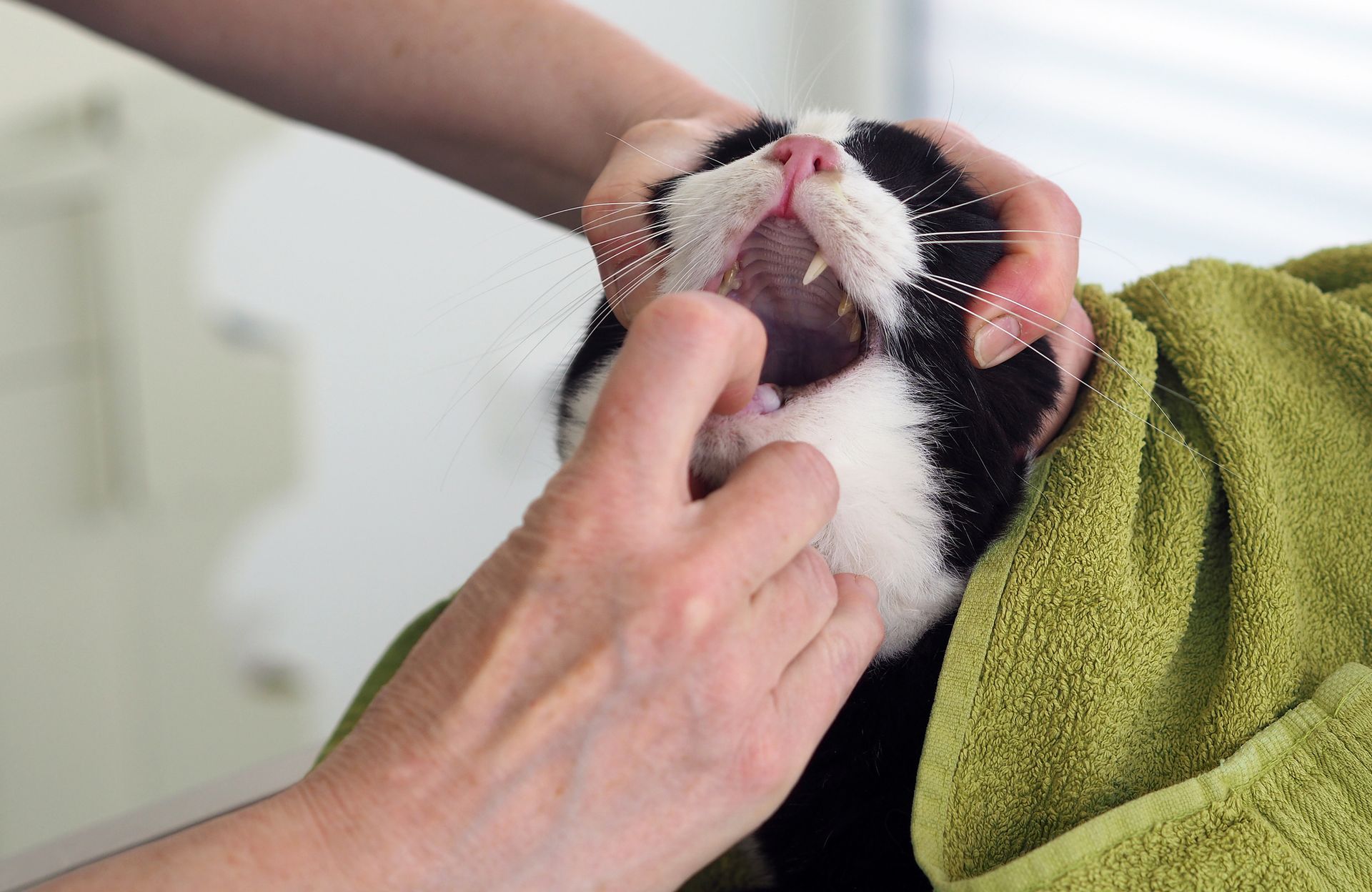 Veterinary Checking Mouth And Teeth — Lake Worth, FL — Canal Animal Hospital