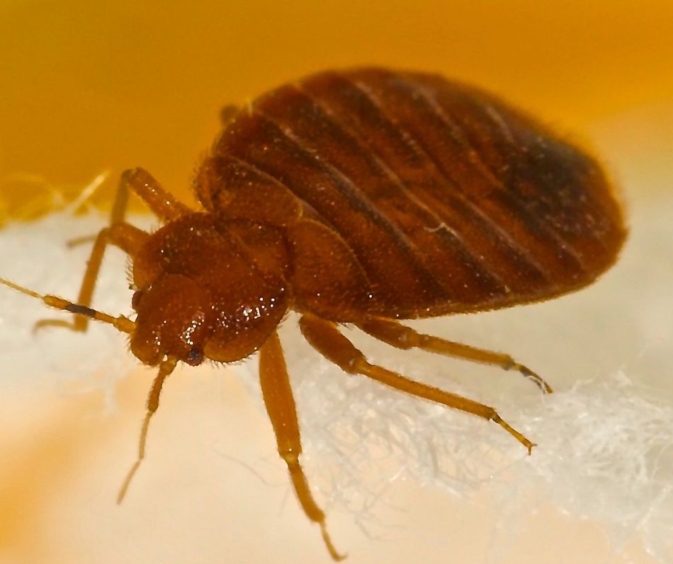 A close up of a bed bug on a white surface