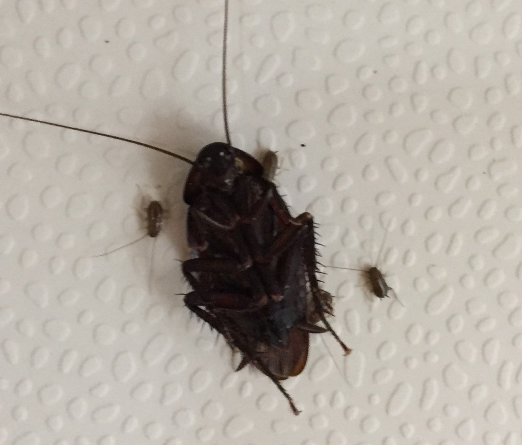 Cockroach on white surface with three small nymphs nearby.