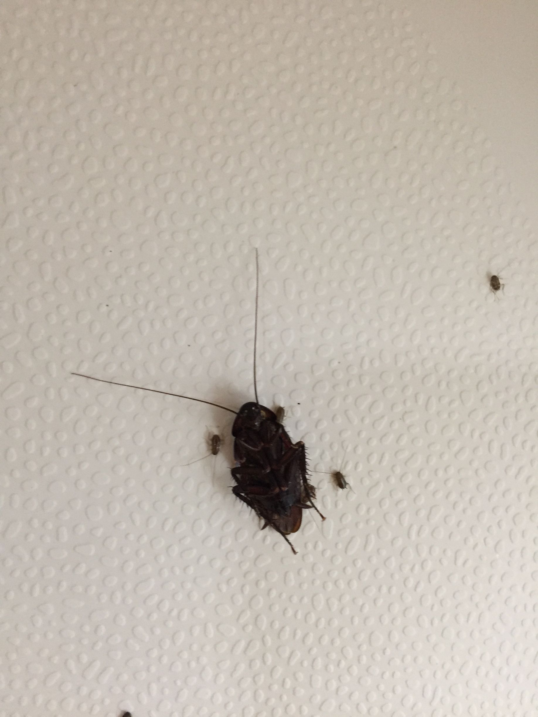 A cockroach is crawling on a white wall.