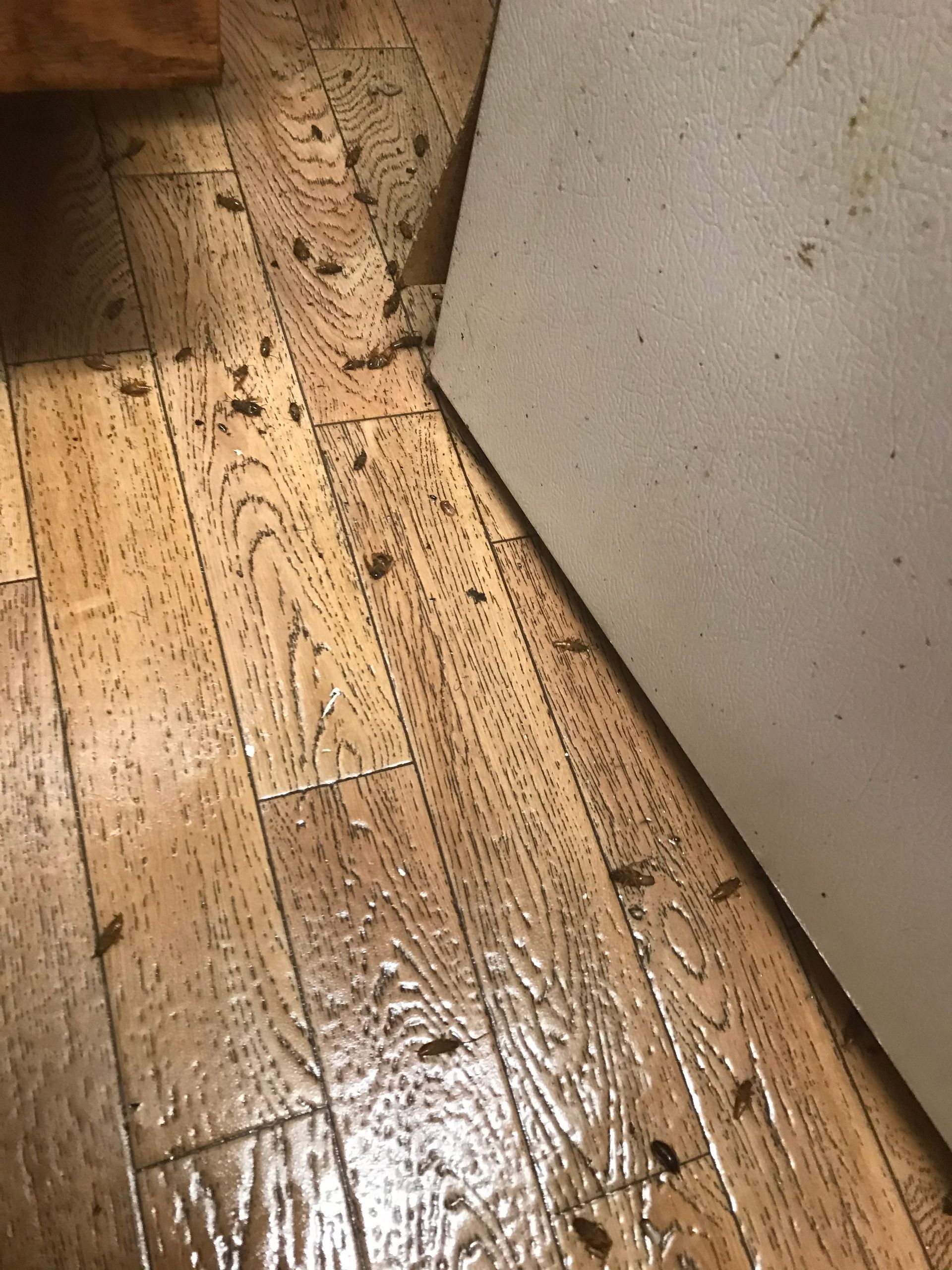 A close up of a wooden floor with cockroaches on it.