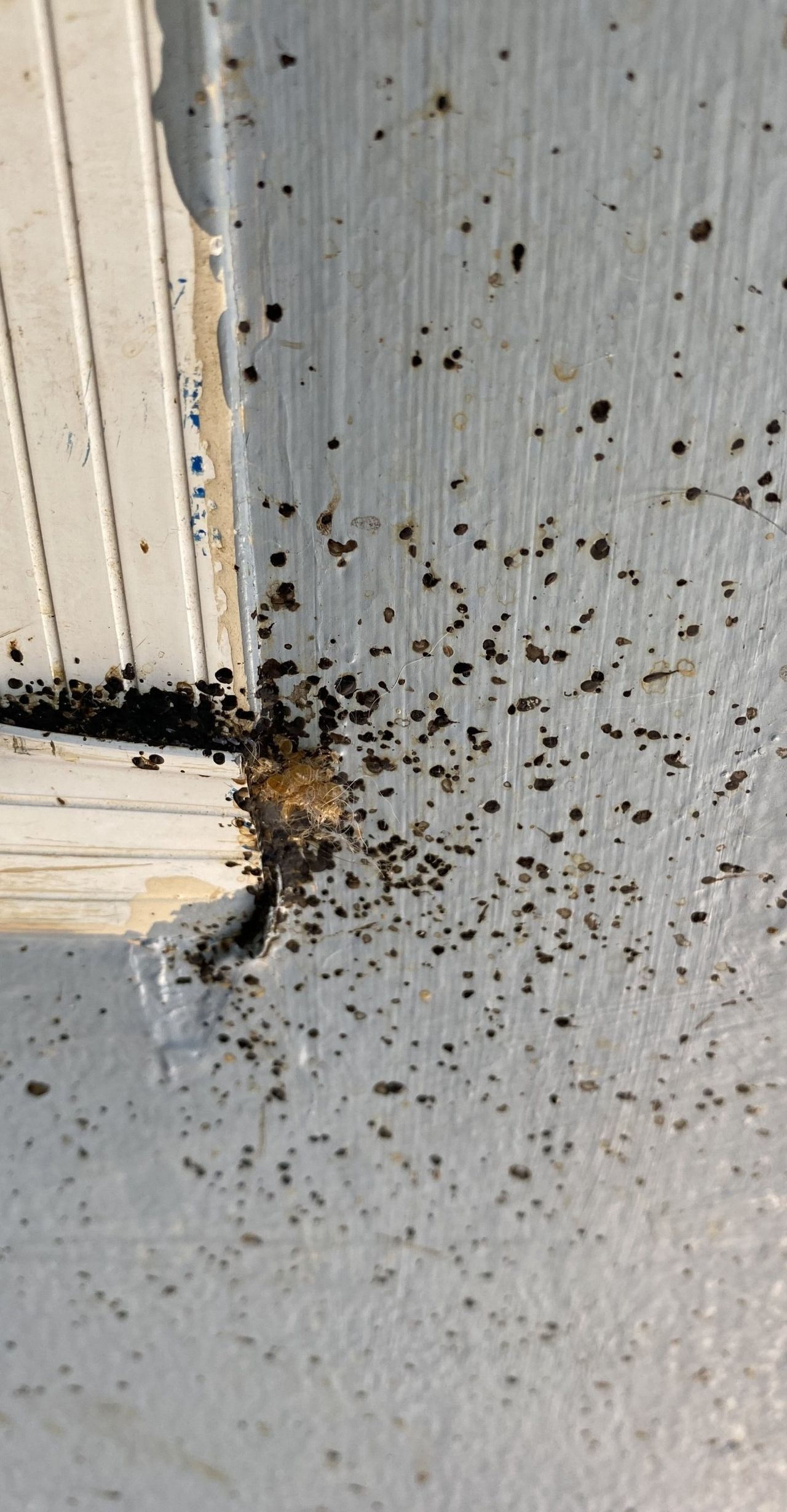 A close up of a wall with a lot of bugs on it.