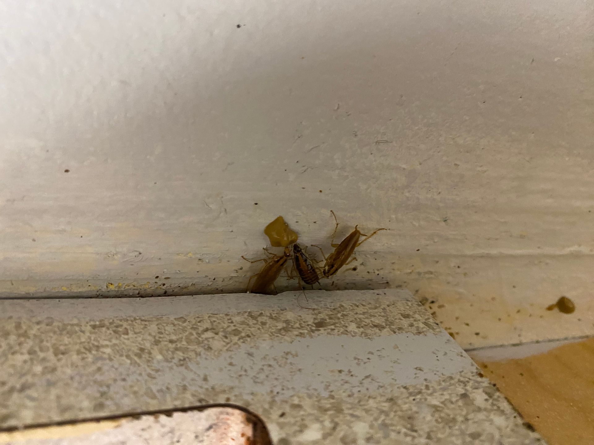 A close up of a cockroach on a wall.