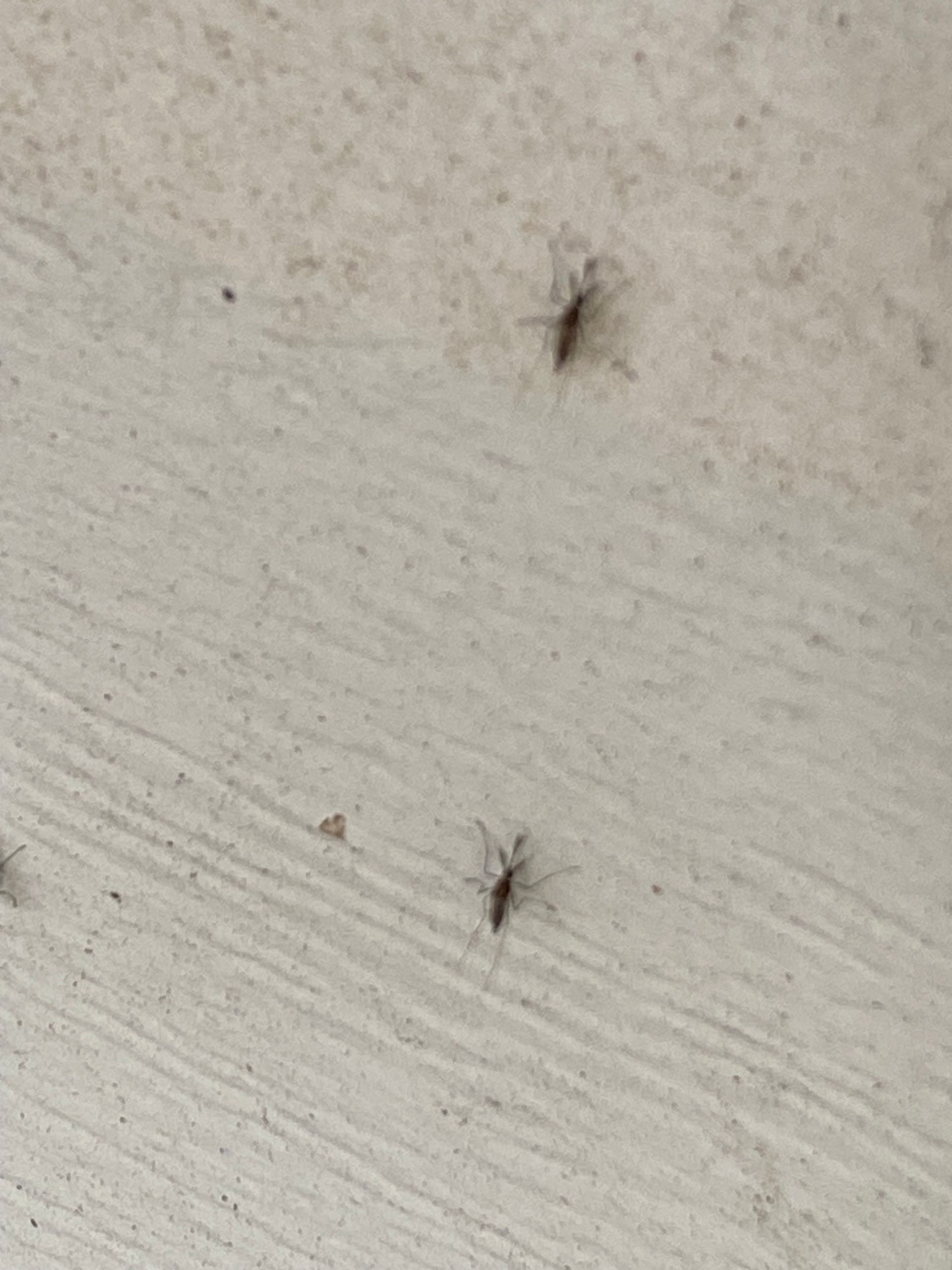 A group of mosquitoes are sitting on a white surface.