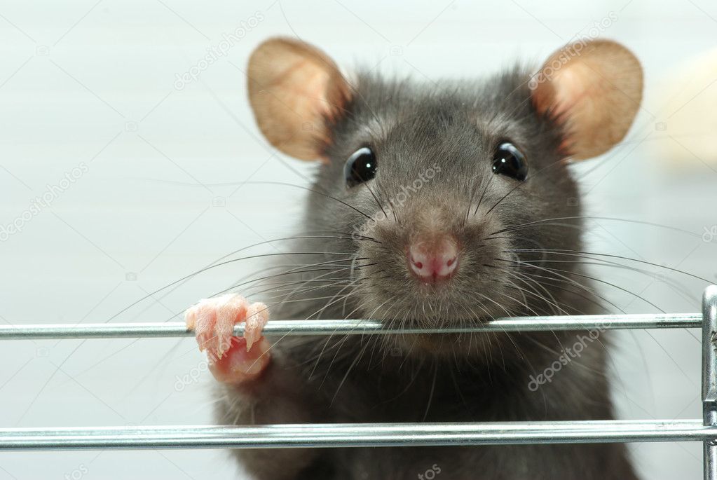 A close up of a rat sticking its head out of a cage.
