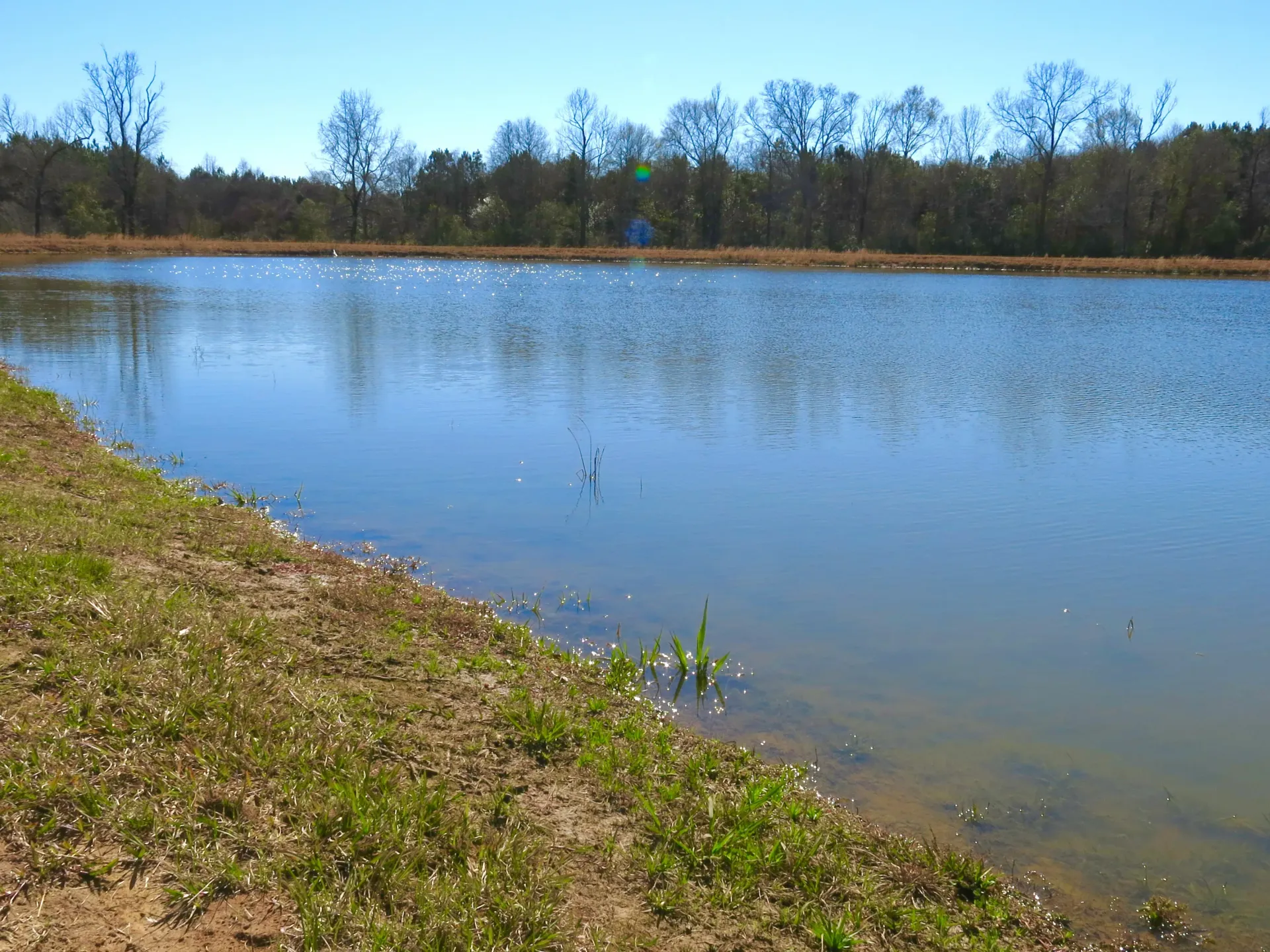 Calm blue pond beside a grassy bank, with trees lining the far shore under a clear sky.