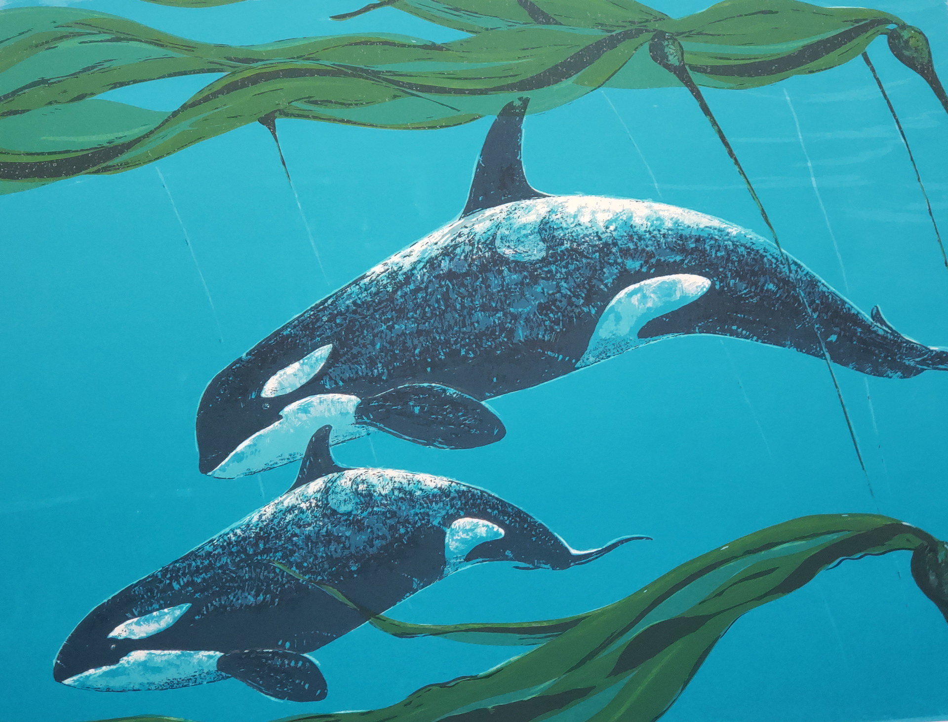 Killer whales underwater print