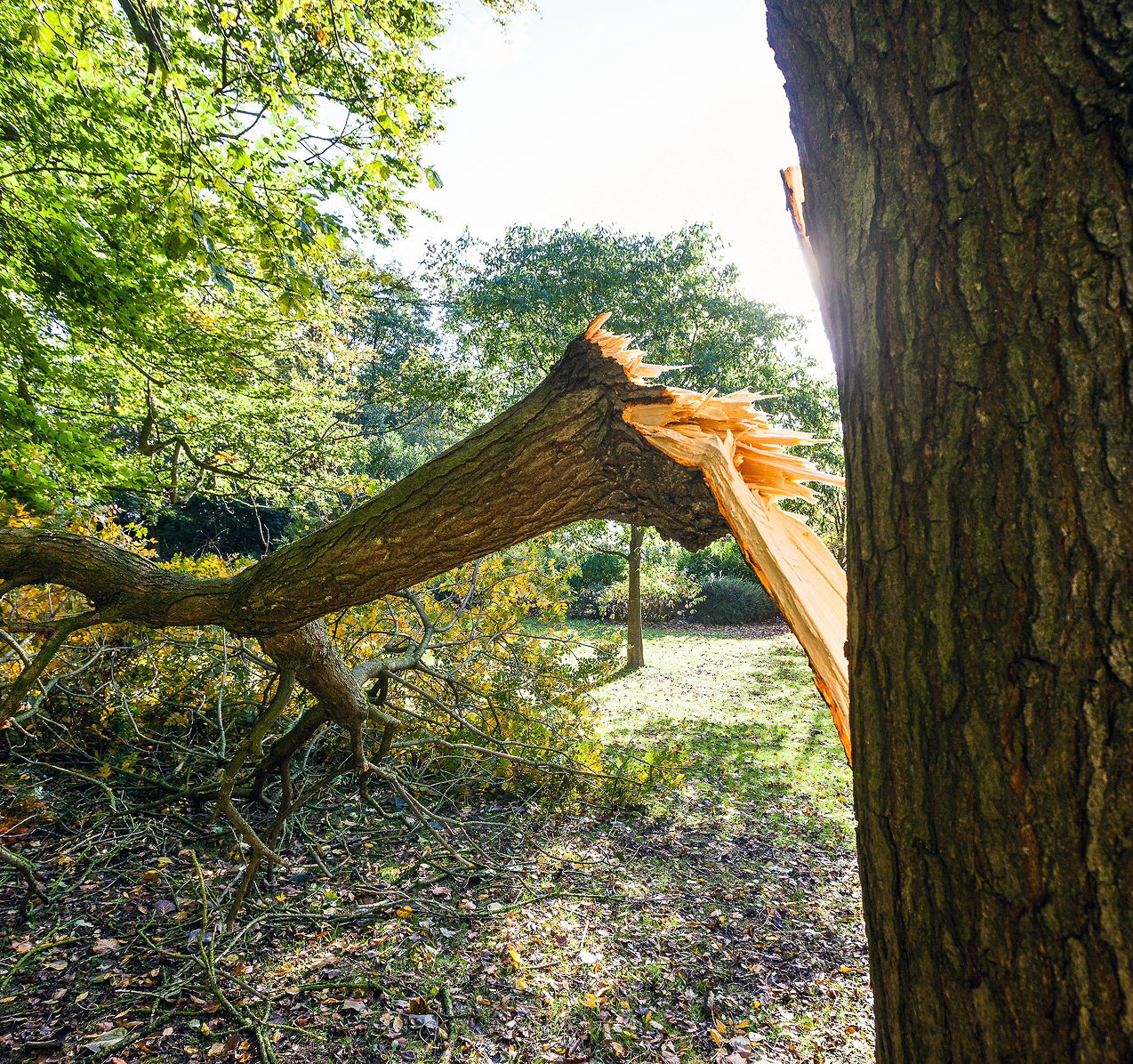 Broken tree branch lying on the ground in a sunny forest clearing.