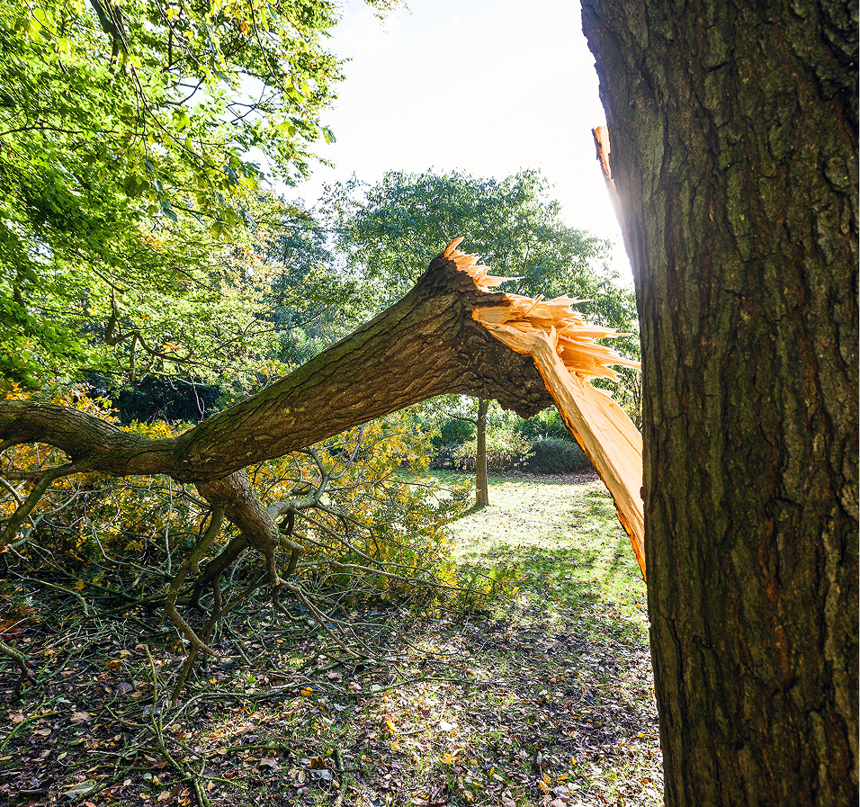 Broken tree branch in a forest; bright sunlight shines through the green leaves.