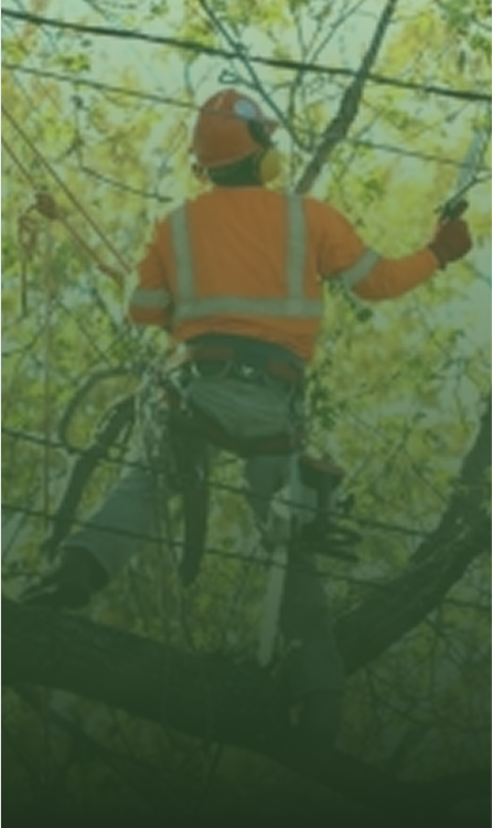 Arborist in orange safety gear trimming tree branches.