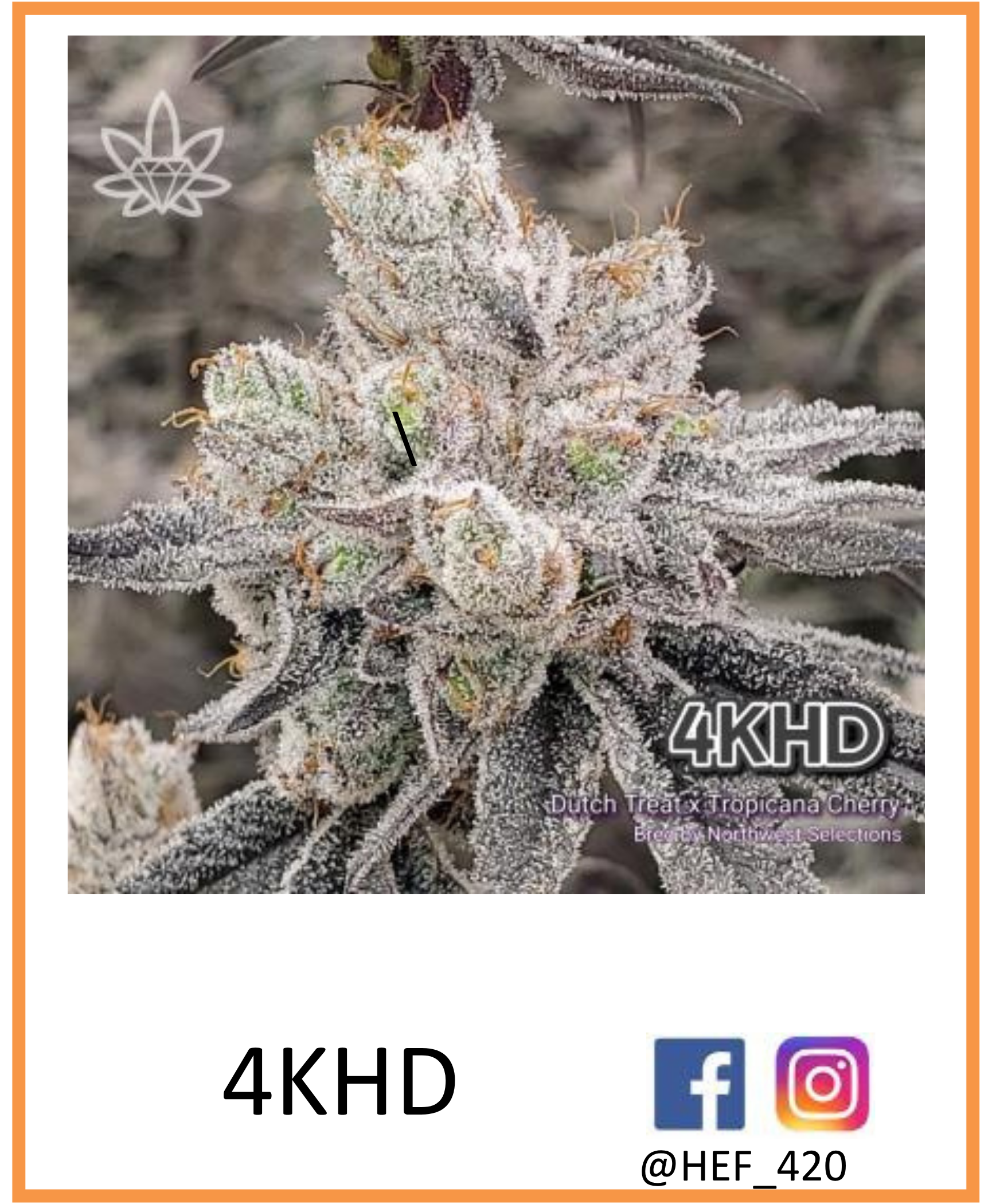 Close-up of a frosty cannabis bud, labeled 