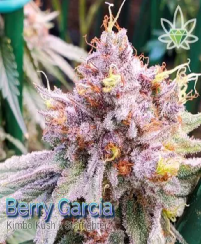 Close-up of Berry Garcia cannabis bud with purple and orange hues, frosty trichomes, and green leaves.