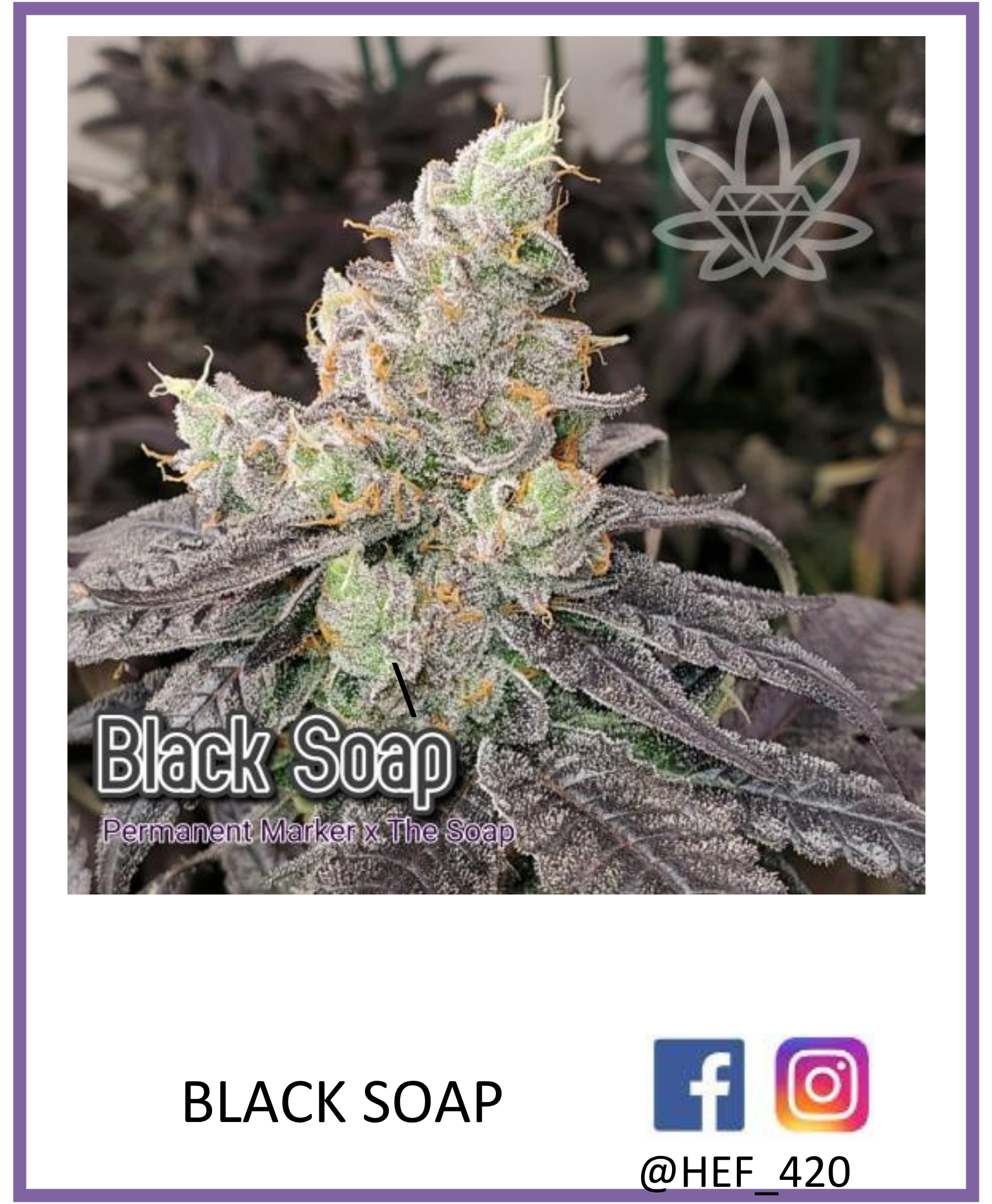 Black Soap cannabis bud with purple-black leaves, frosty trichomes. HEI 420 logo and social media icons.