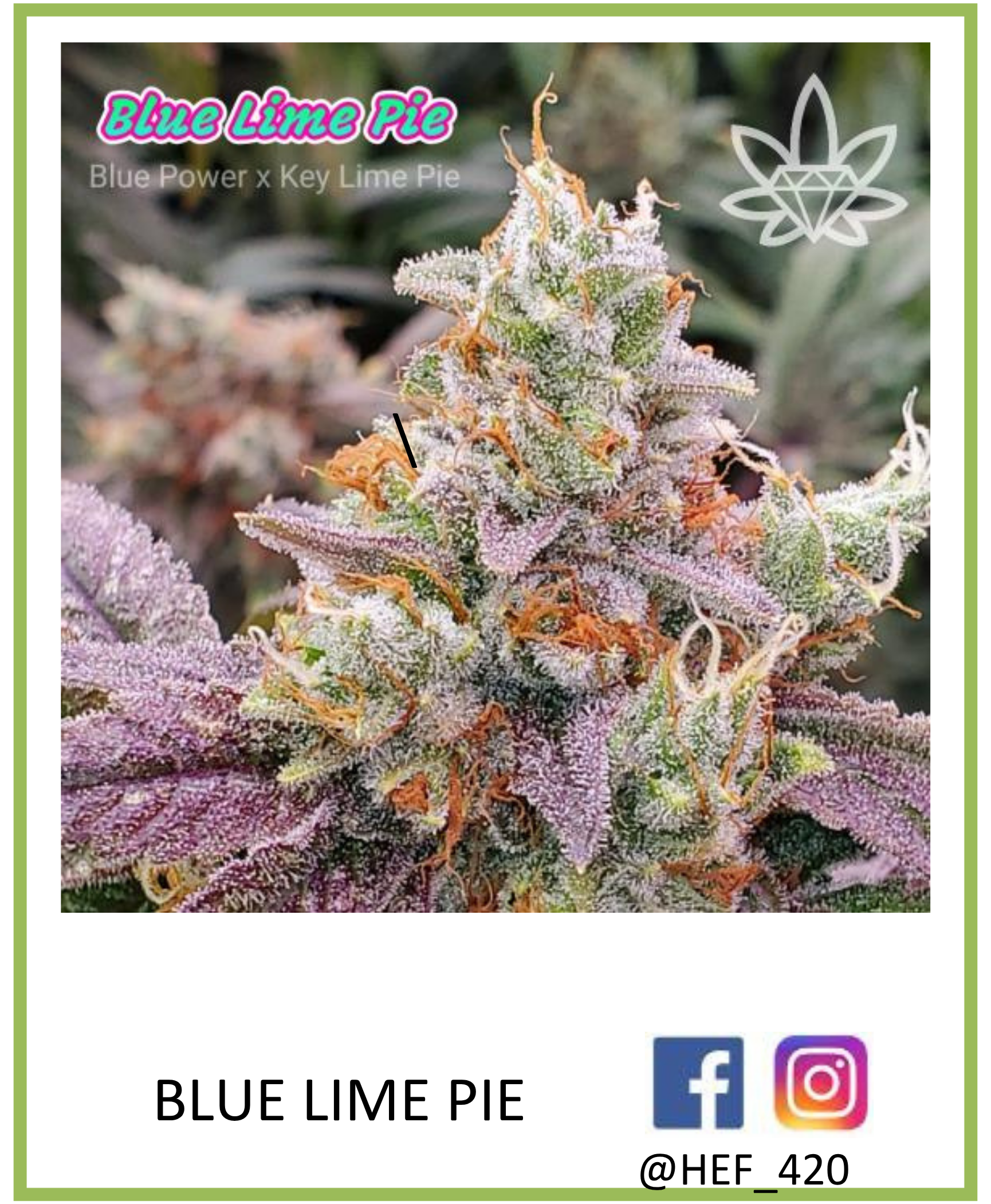 Close-up of Blue Lime Pie cannabis bud with purple and green hues, frosted with trichomes.