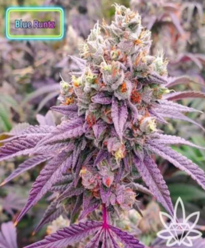 Blue Runtz cannabis bud with purple leaves, green and orange pistils, and frosty trichomes.