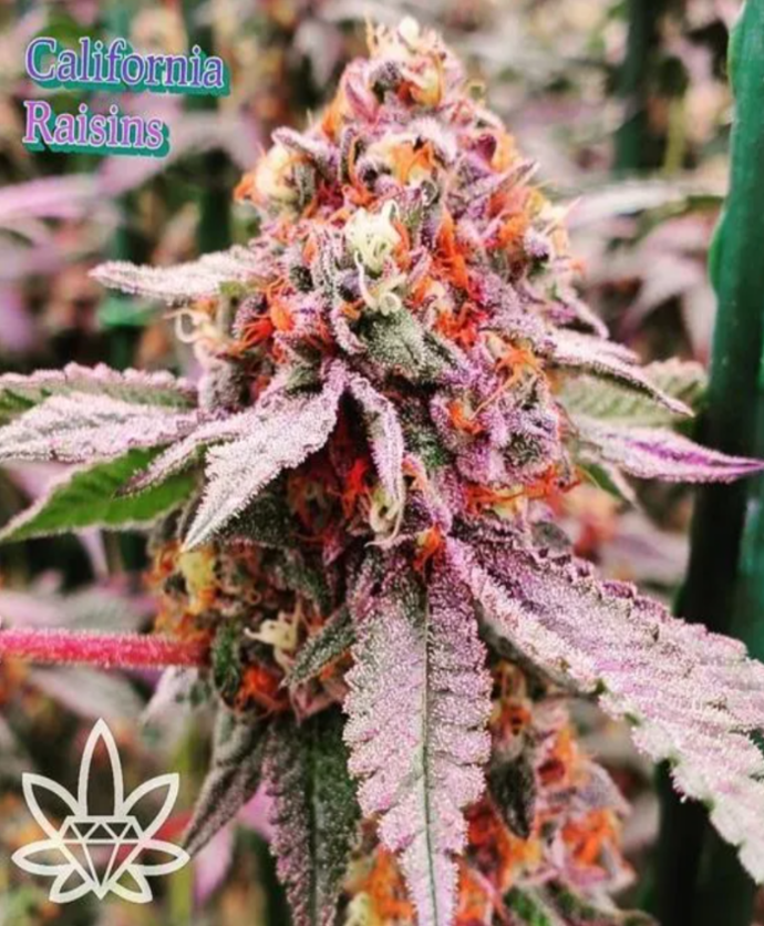 California Raisins cannabis bud, purple, orange, green, and white with logo.
