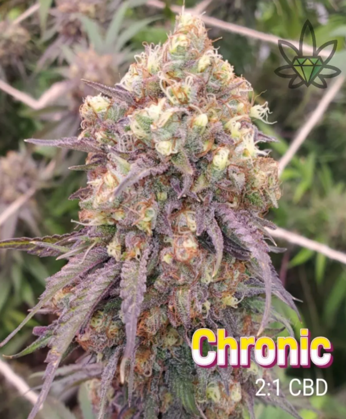 Close-up of a dense cannabis bud with purple and green hues, labeled 