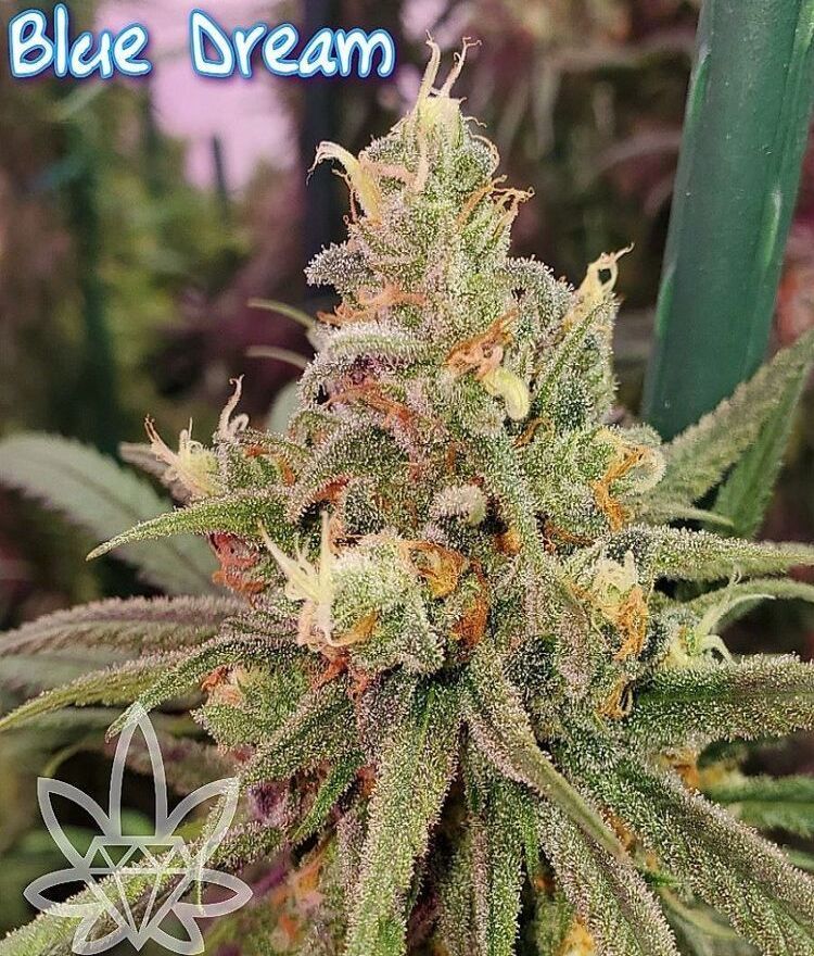 Blue Dream cannabis bud with trichomes, green leaves, and orange hairs.