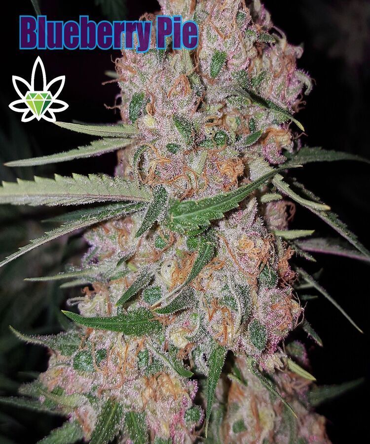 Blueberry Pie cannabis bud, close-up with frosty trichomes, purplish and green. Text overlay: 