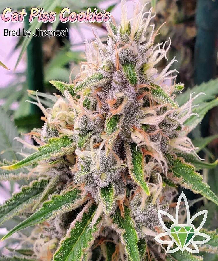 Close-up of a dense cannabis bud, Cat Piss Cookies strain, with trichomes and white hairs.
