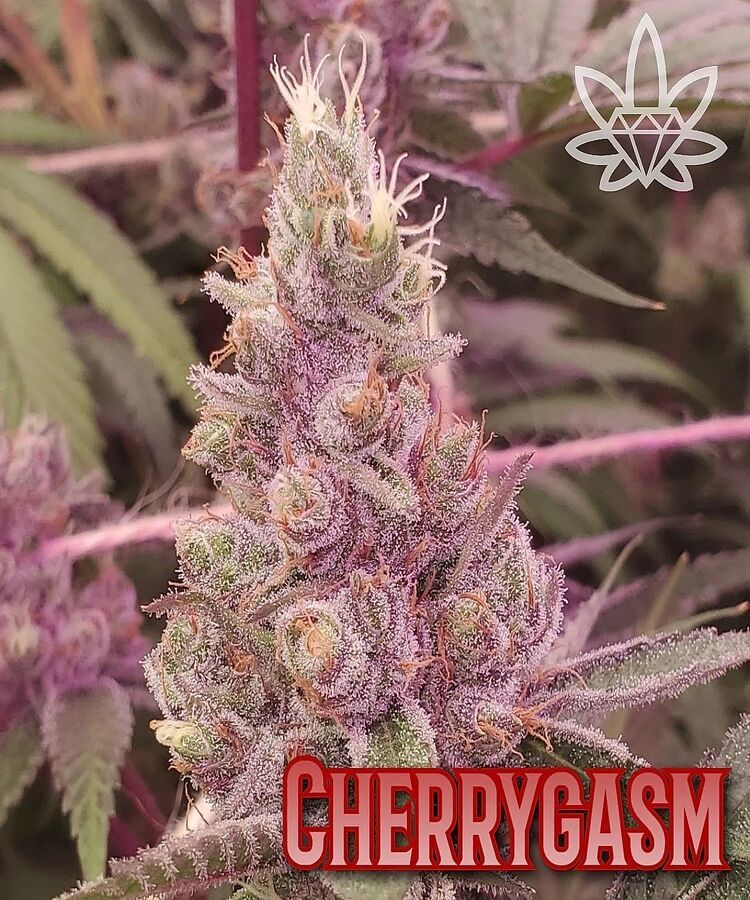 Close-up of Cherrygasm cannabis bud, purple with white hairs, in a grow room, with a logo.