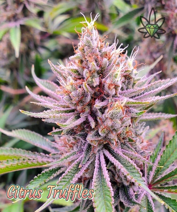Citrus Truffles cannabis bud with purple and green hues, covered in trichomes.
