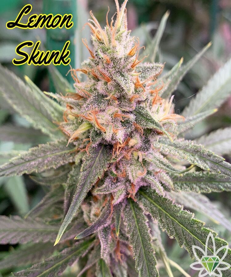 Close-up of Lemon Skunk cannabis bud with orange hairs and frosted trichomes. Green leaves in background.