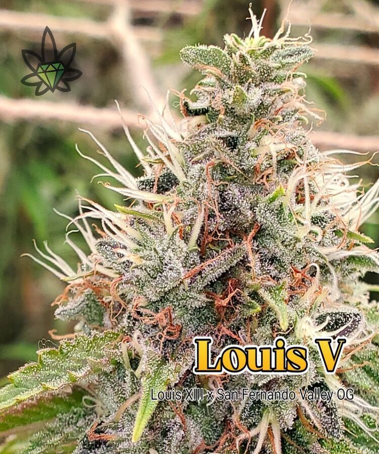 Close-up of a dense cannabis bud, covered in trichomes. The label says “Louis V”.