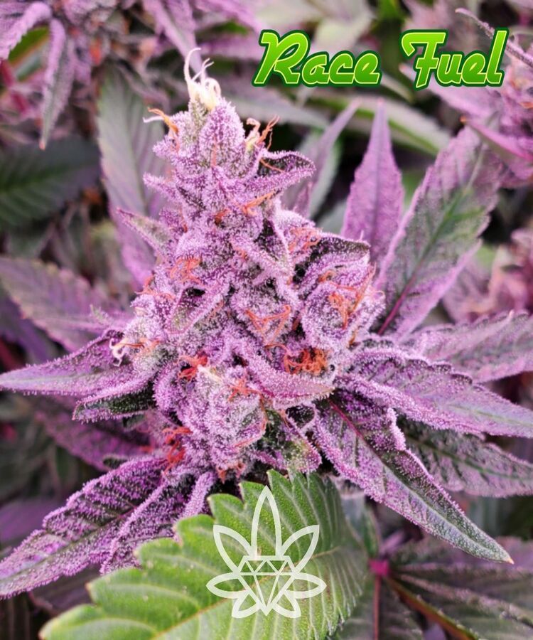 Purple Race Fuel cannabis bud with green leaves.