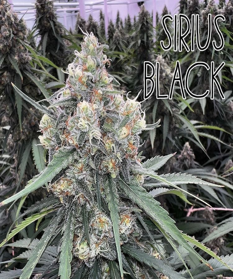 A close-up of a dense cannabis bud, labeled 