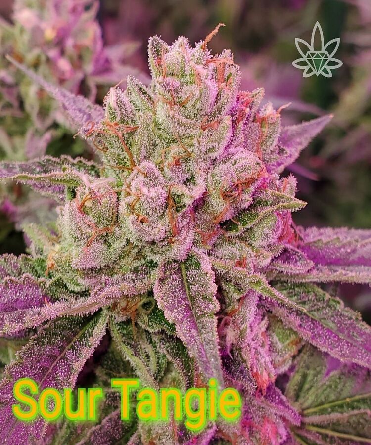 Close-up of Sour Tangle cannabis bud with green, purple, and orange hues; covered in trichomes.