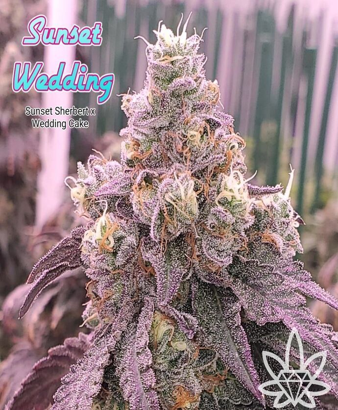 Bud of Sunset Wedding cannabis strain, with purple leaves and trichomes.