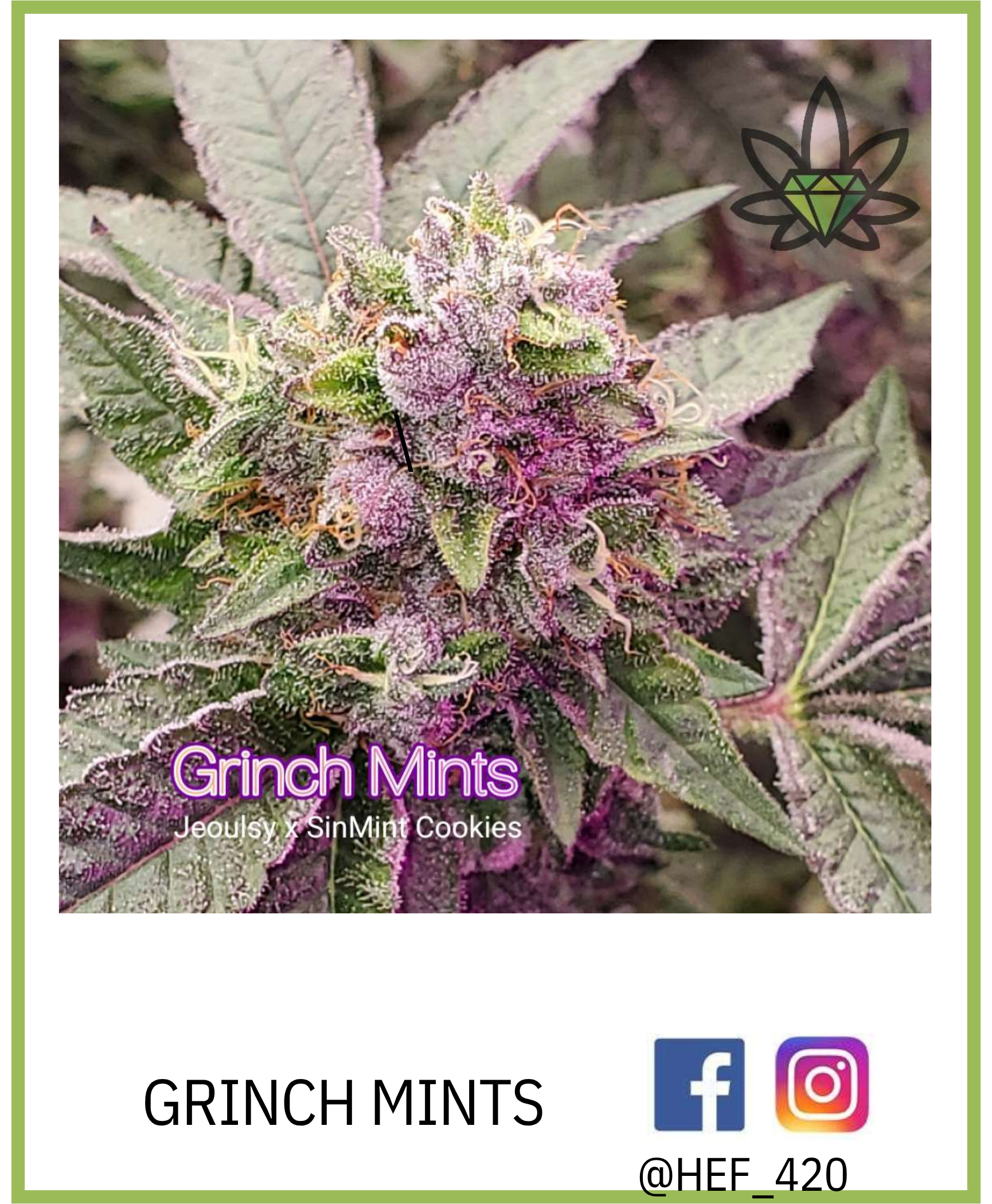 Grinch Mints cannabis bud, with purple and green hues. Label and social media icons.