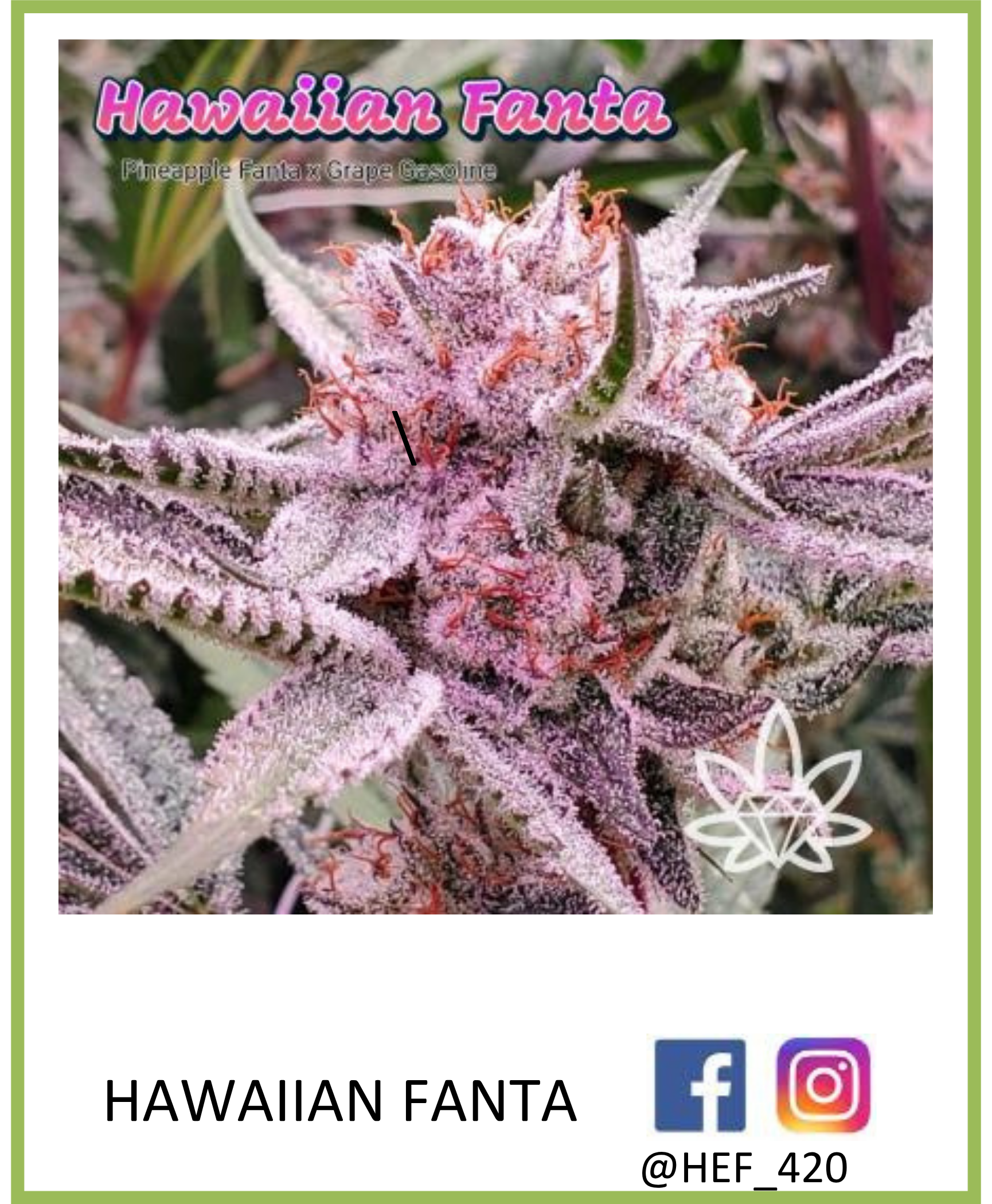 Purple and pink Hawaiian Fanta cannabis bud, with logo and social media handles.