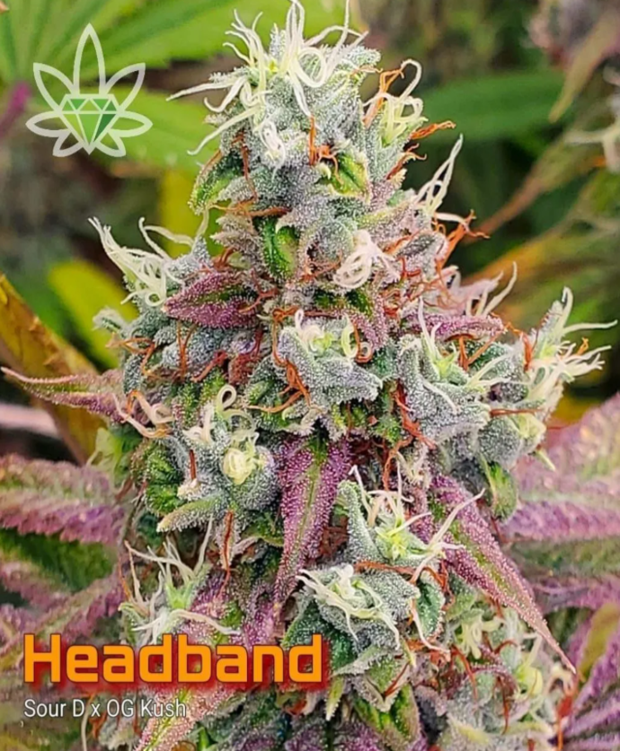 Headband cannabis bud with purple and green hues, frosted with trichomes.