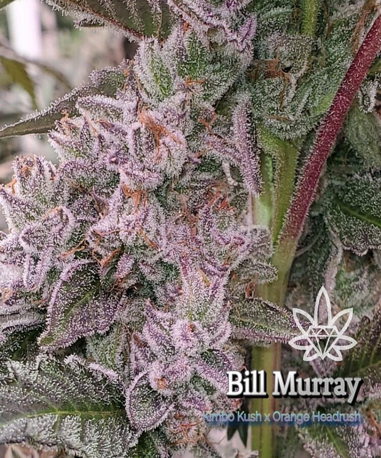 Close-up of Bill Murray cannabis buds, purple-hued, frosted with trichomes, Kush and Headrush cross.