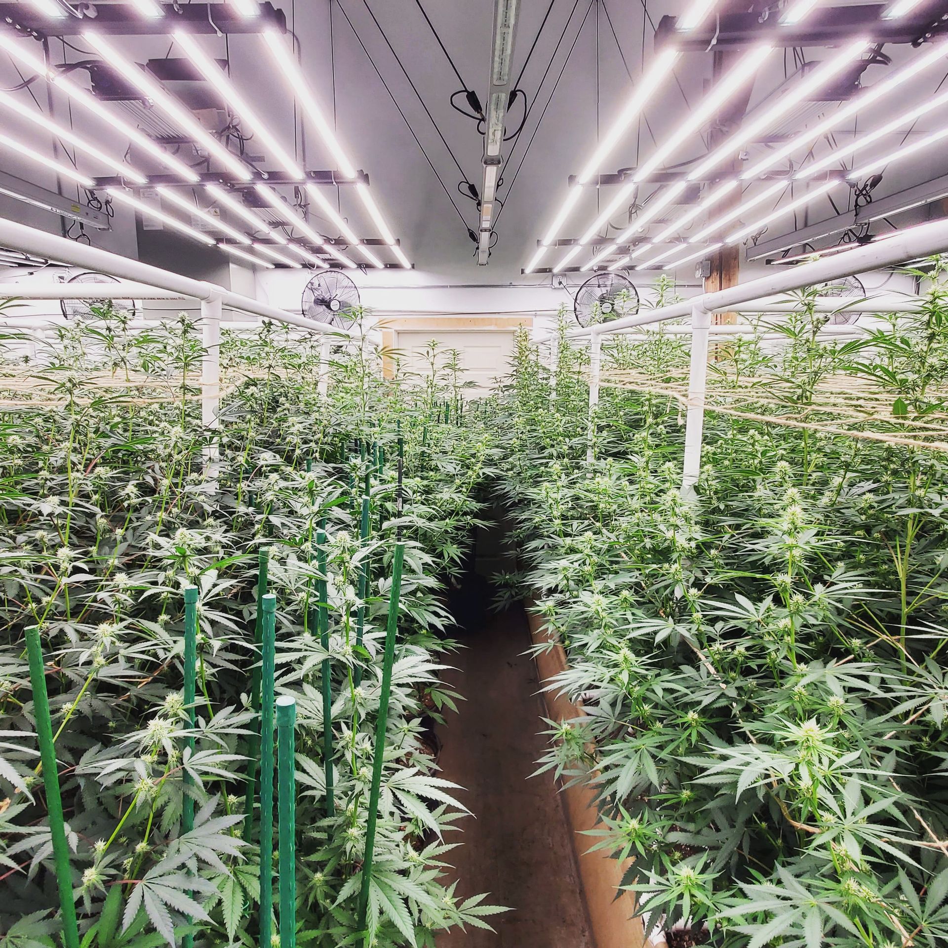 Cannabis plants growing under fluorescent lights in an indoor facility.