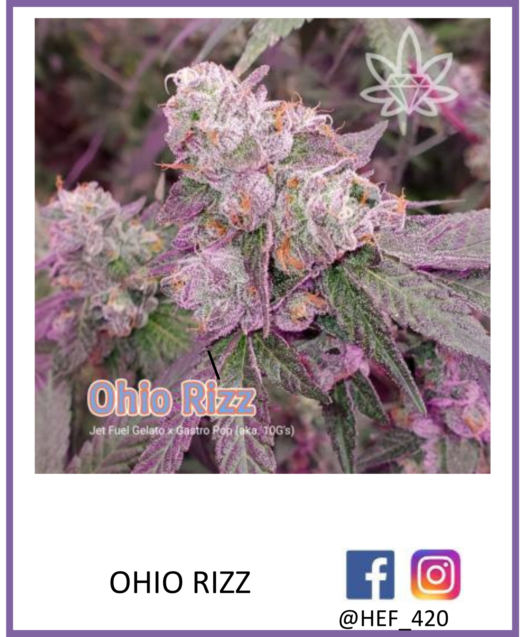 Close-up of Ohio Rizz cannabis buds with purple and orange hairs and a purple tint.