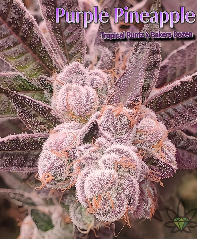 Purple cannabis buds, heavily frosted with trichomes, in a close-up shot.
