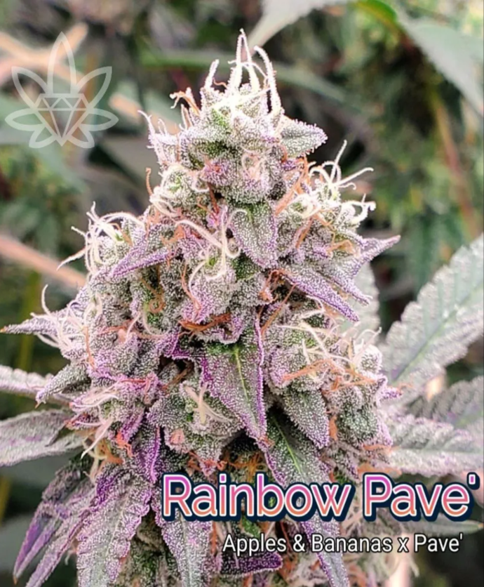 Close-up of a Rainbow Pave cannabis bud, displaying purple, green, and white trichomes with text 