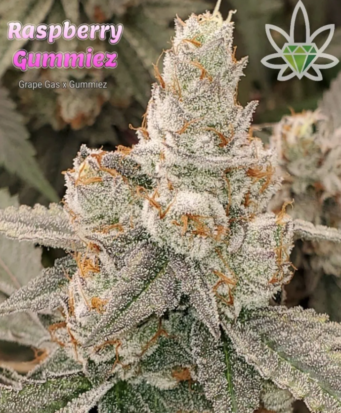 Close-up of a frosty cannabis bud, labeled 