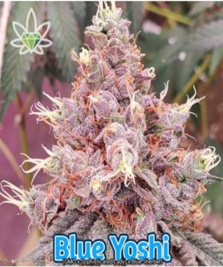 Close-up of Blue Yoshi cannabis bud with purple and orange hues.