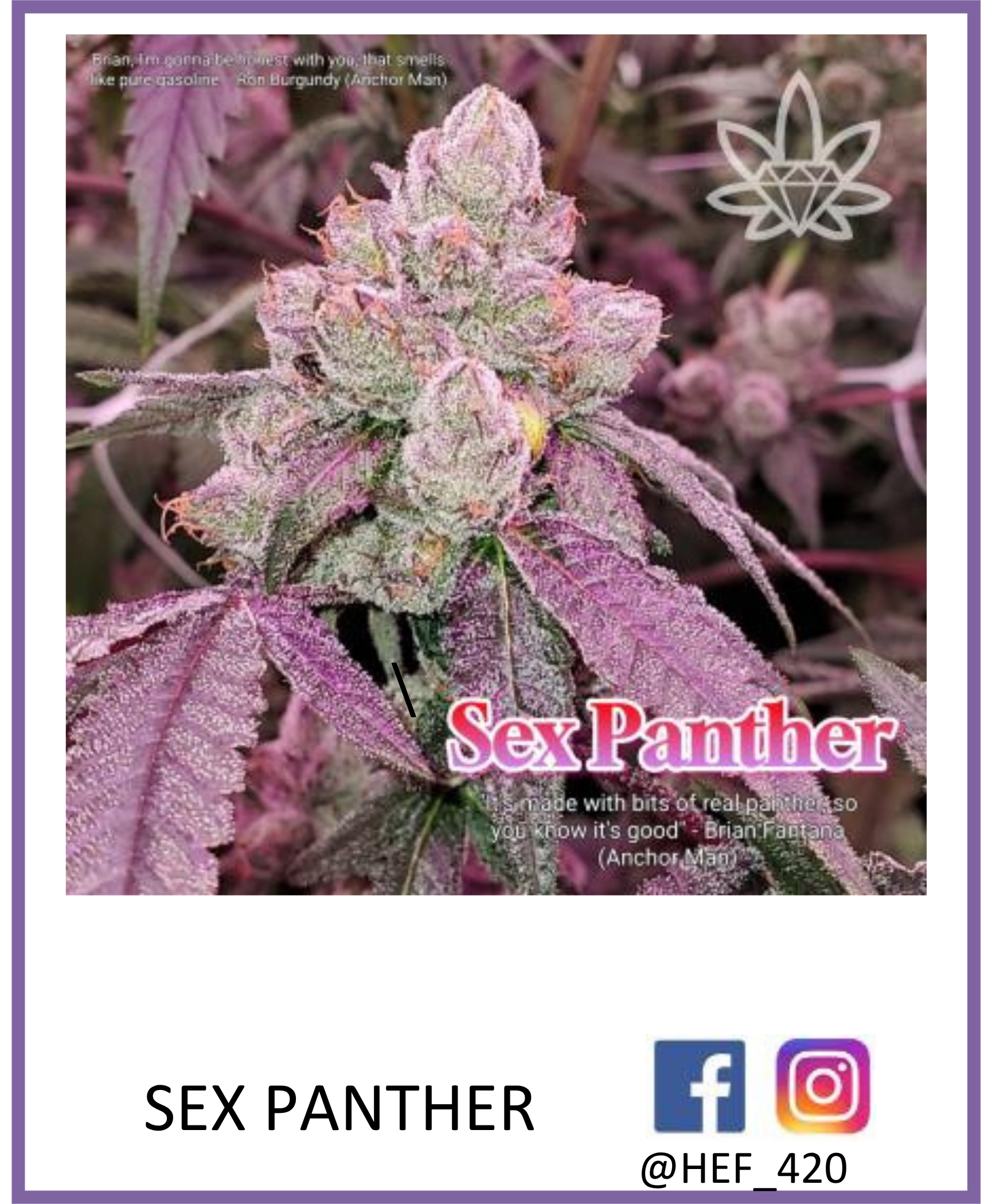 Close-up of Sex Panther cannabis bud with purple leaves and a diamond logo in the background.