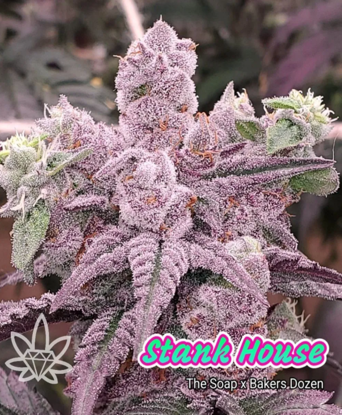 Purple cannabis bud with white trichomes, labeled 