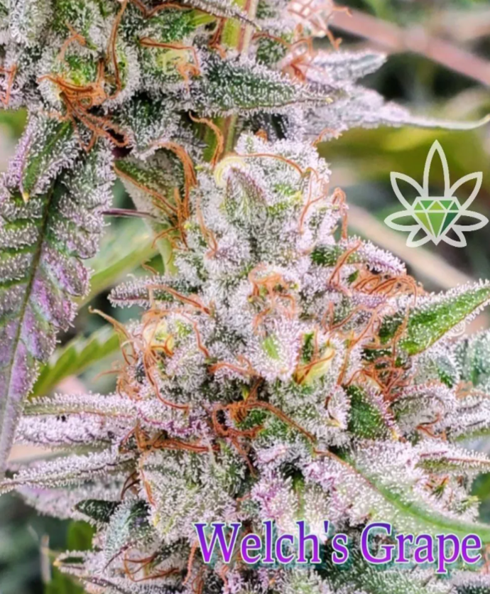 Close-up of a Welch's Grape cannabis bud covered in trichomes, green and purple hues. Logo in corner.